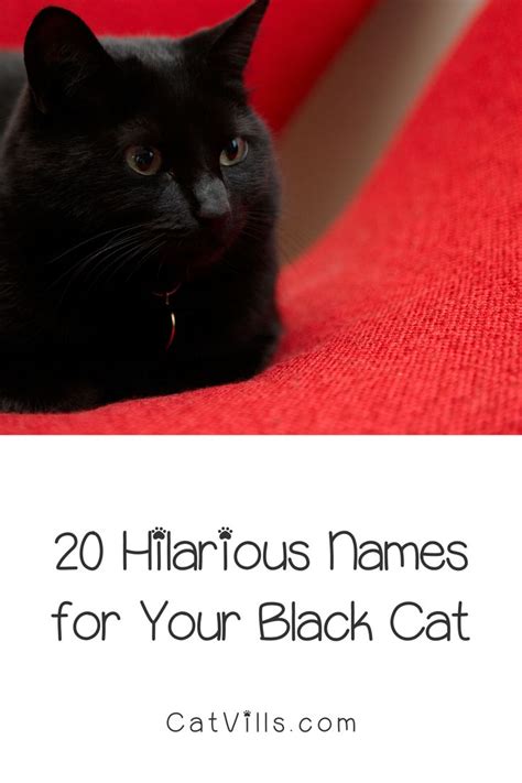 cute black female cat names|black cat name mom.